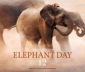 Read more about the article WORLD ELEPHANT DAY