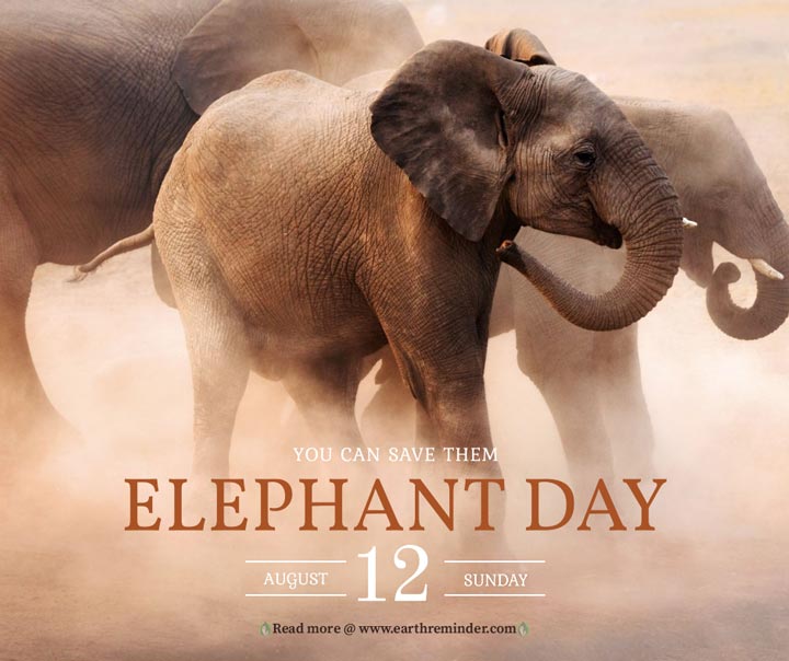 You are currently viewing WORLD ELEPHANT DAY